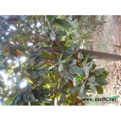 10-20公分黄山栾树