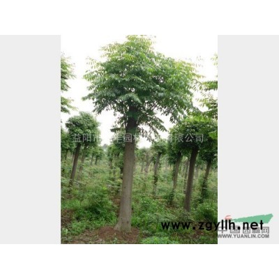 大量供应贵州栾树