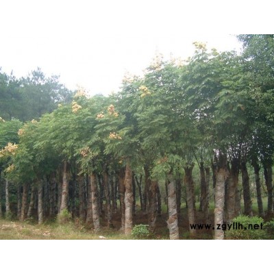 合欢、栾树、国槐、青桐、合欢、大叶女贞、白蜡、百日红