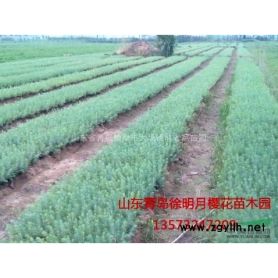 雪松当年苗  农户直销