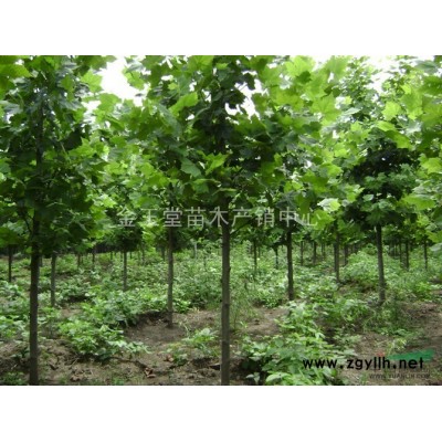 桃树苗，苹果苗，梨树苗，山楂苗，核桃苗，板栗苗，法桐，国槐，