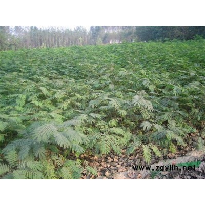 本甫低价供应速生紫微罗汉松栾树无患籽大叶女贞苗木