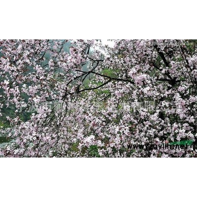 浙江栾树供应/浙江栾树价格