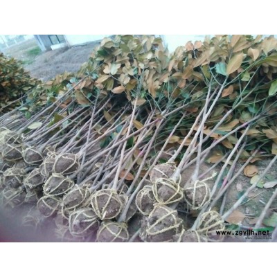 雪松出售