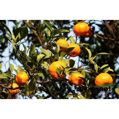 黄山栾树图片\黄山栾树报价