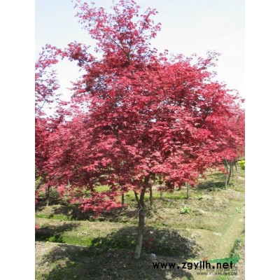 批发雪松，南京雪松、价优、各规格*