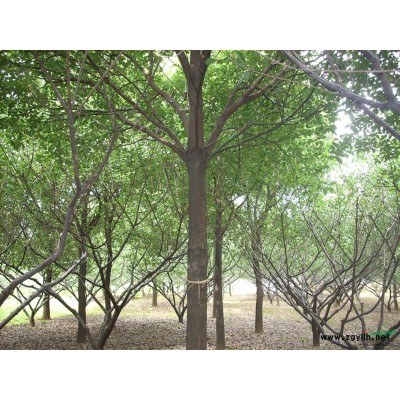 南京汤泉镇供应优质雪松 自产自销 高度可选 价格优惠