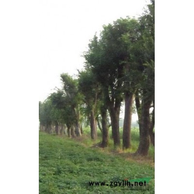 湖北栾树小苗信息