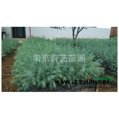 南京汤泉供应优质雪松小苗、籽播苗