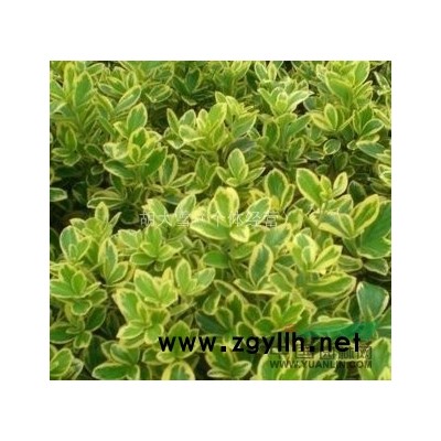 大量出售雪松树-雪松苗-雪松种子苗有生命的圣诞树(雪松、塔松