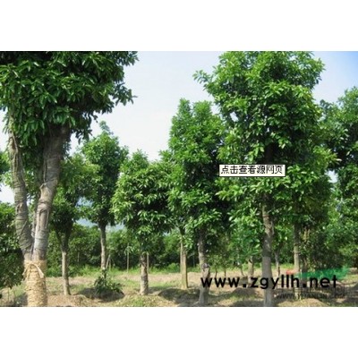 湖南栾树*新报价/栾树图片