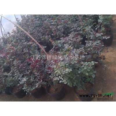 栾树小苗、栾树*新价格、栾树供应商