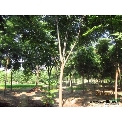 浙江黄山栾树2介绍