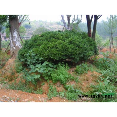 乐昌含笑、杨树、黄山栾树、垂柳、马褂木等苗木