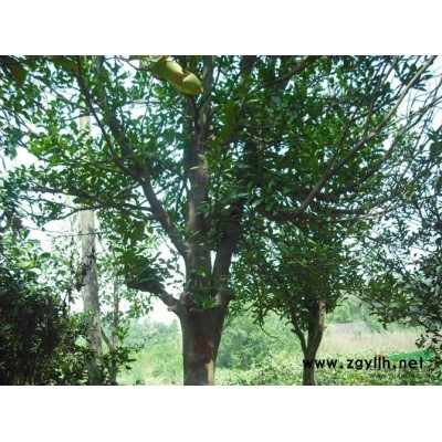 栾树树苗