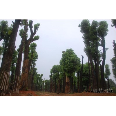 香樟，栾树，香泡，桂花，广玉兰，朴树，红果冬青