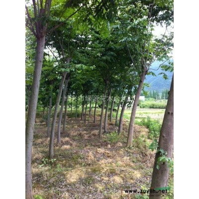 供应浙江黄山栾树