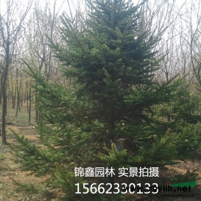 低价供应优质雪松5-10米 大规格