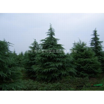 山东樱花小苗，山东樱花基地，山东海棠基地；雪松小苗