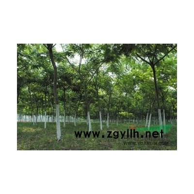 5公分栾树多少钱、2公分栾树报价、哪里有栾树卖
