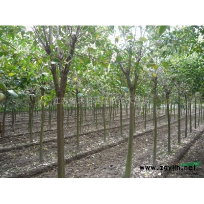 现货售：雪松，合欢，栾树，樱花，垂柳，大叶女贞，国槐，法桐