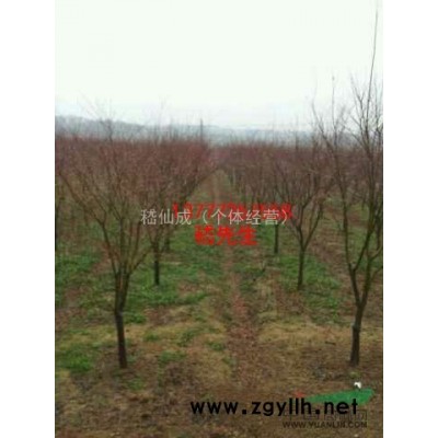 黄山栾树，供应黄山栾树，黄山栾树价格