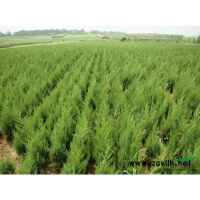 栾树行情报价\栾树图片展示