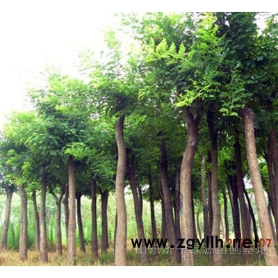 优质国槐、金枝槐、金叶槐