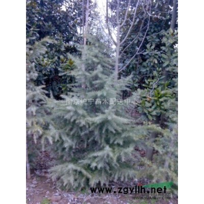 2014年雪松市场价格