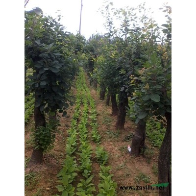 供应黄栌  玉兰苗  栾树苗