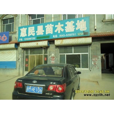 白蜡,榆树,速生白蜡,速生杨,国槐,速生柳