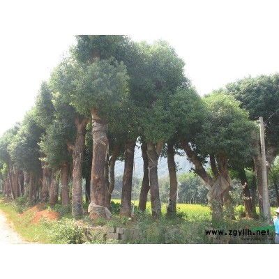 低价供应香樟.栾树.红豆树,杜英等苗木