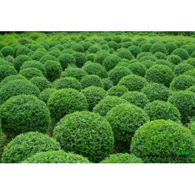 南京供应2-3公分栾树