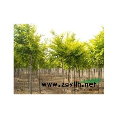 栾树基地|栾树价格|栾树批发|栾树小苗