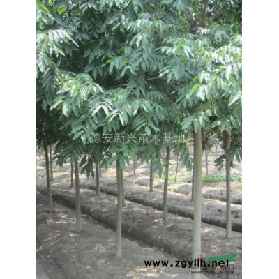 大量供应栾树