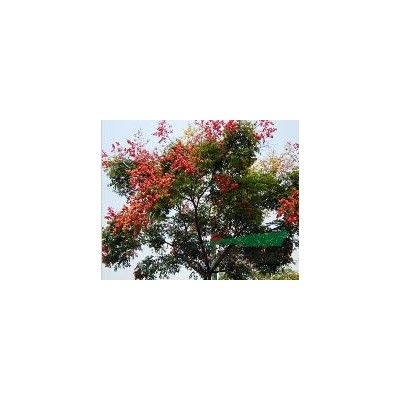 临沂栾树的园林用途