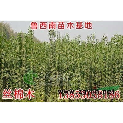 大量供应栾树2-4公分、一年皂角80万棵、小叶朴5万棵