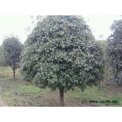 供应潢川栾树