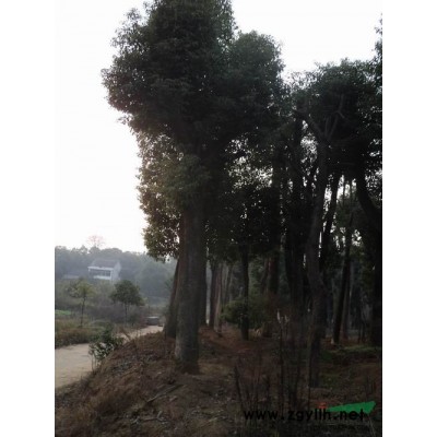 12公分栾树|12公分栾树价格-益阳友缘