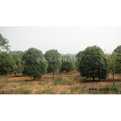 栾树（20-30公分）