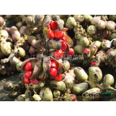 供应：栾树种子