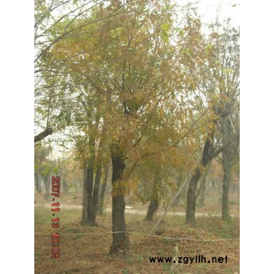 榉树、黄连木、乌桕、大叶女贞、合欢、栾树、银杏