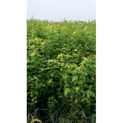 黄山栾树小苗 嵊州黄山栾树小苗 嵊州小苗价格