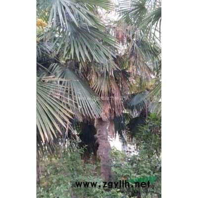 黄山栾树 红叶李 楸树