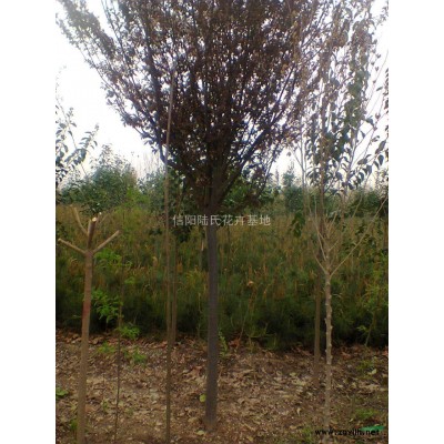 栾树、栾树供应、栾树价格、黄山栾树