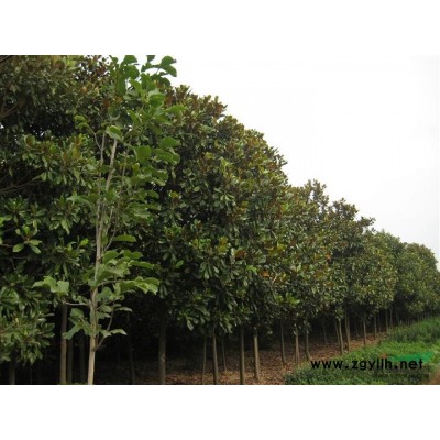 栾树1供应/栾树1图片