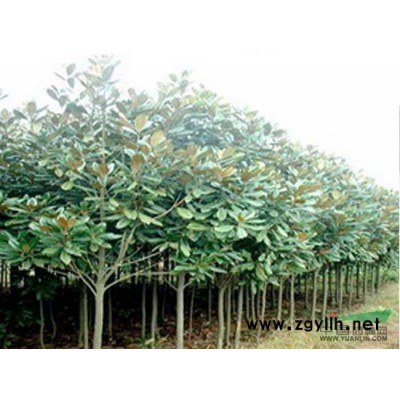 樱花，水杉，红瑞木，雪松，湿地松