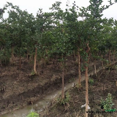 黄山栾树图片\黄山栾树报价