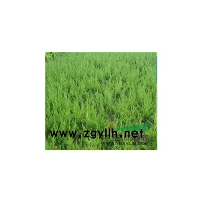 雪松*新价格/雪松报价