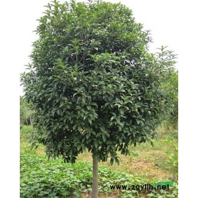 雪松*新价格/雪松报价